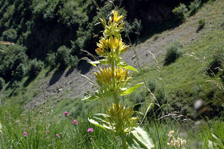 Gentiane jaune © Dominique Vincent - Parc national des Ecrins