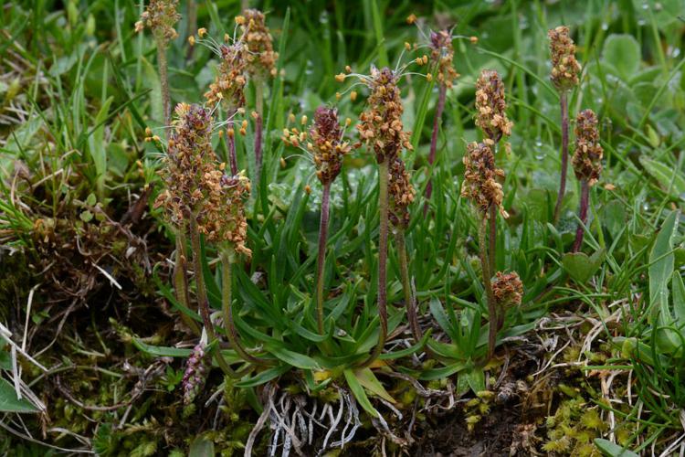 Plantain des Alpes © Bernard Nicollet - Parc national des Ecrins