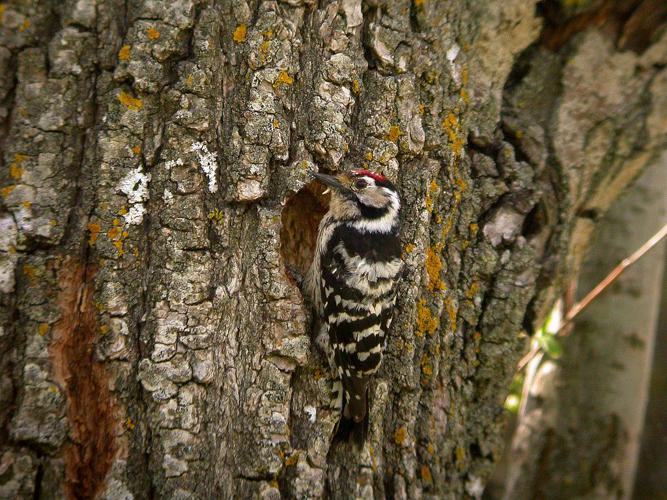 Pic épeichette © Damien Combrisson - Parc national des Ecrins