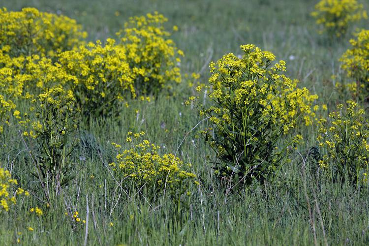 Bunias d'Orient, Roquette d'Orient - plante invasive - Chabottes - Champsaur © Marc Corail - Parc national des Ecrins