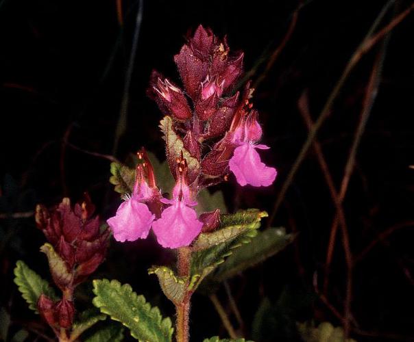 Germandrée petit-chêne, Chênette © Parc national des Ecrins