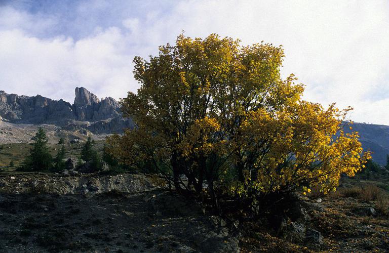 Érable sycomore, Grand Érable © Bernard Nicollet - Parc national des Ecrins