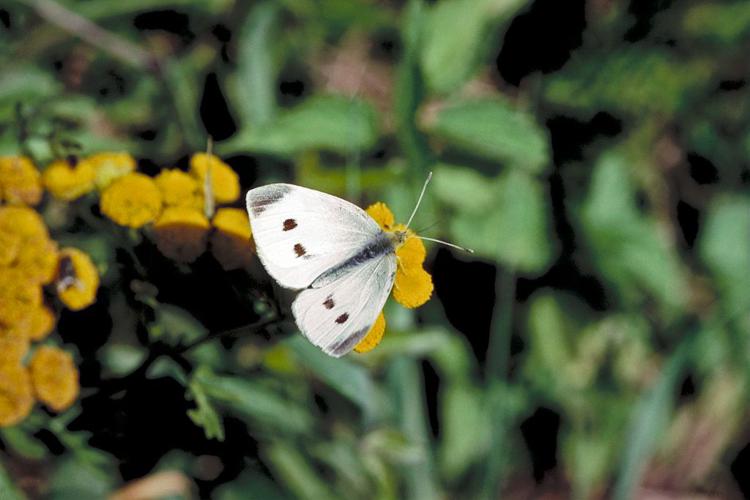 Pieris rapae © Jean-Marie Gourreau Parc National des Ecrins