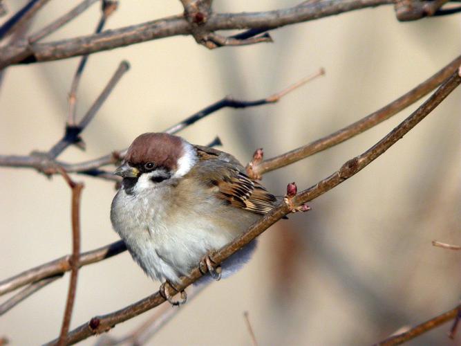 Moineau friquet © Damien Combrisson - Parc national des Ecrins