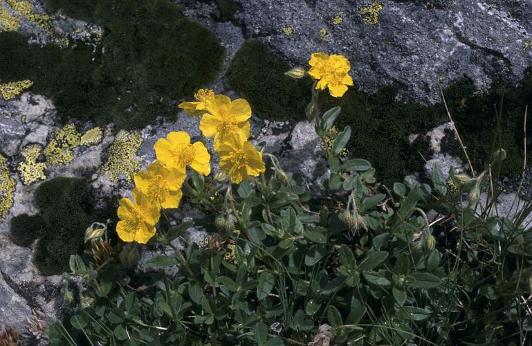 Hélianthème jaune, Hélianthème commun © Marie-Geneviève Nicolas - Parc national des Ecrins