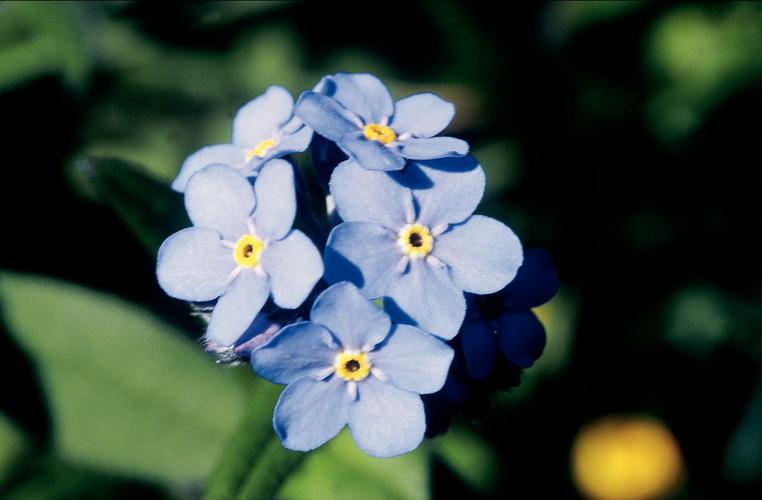 Myosotis des Alpes, Myosotis alpestre © Bernard Nicollet - Parc national des Ecrins