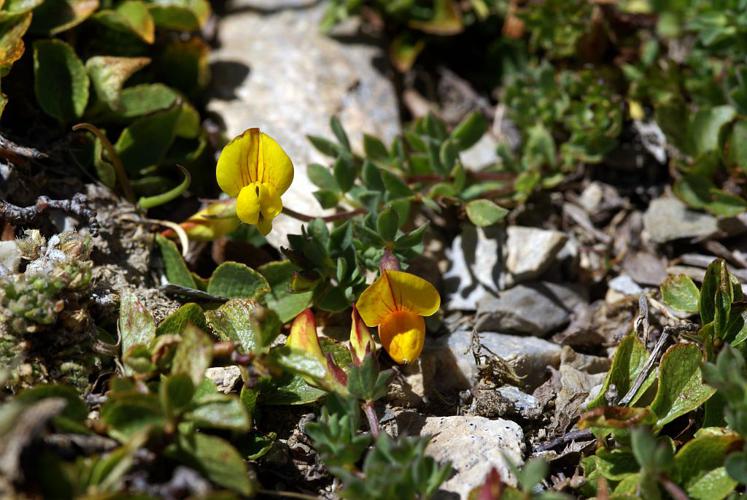 Lotier des Alpes © Cédric Dentant - Parc national des Ecrins