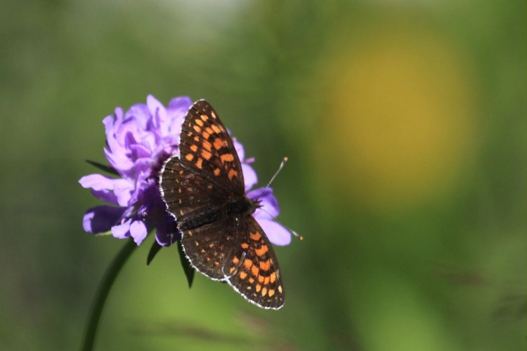 Mélitée noirâtre (La), Damier noir (Le), Argynne dictynne (L') - ATBI Lauvitel  - Oisans © Marc Corail - Parc national des Ecrins