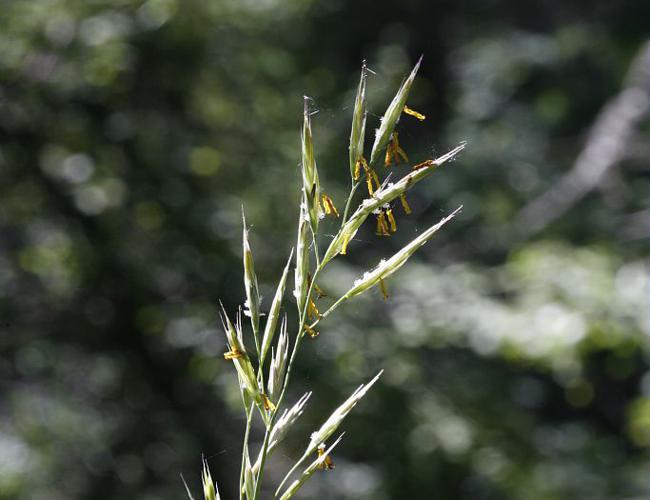 Brome érigé © Bernard Nicollet - Parc national des Ecrins