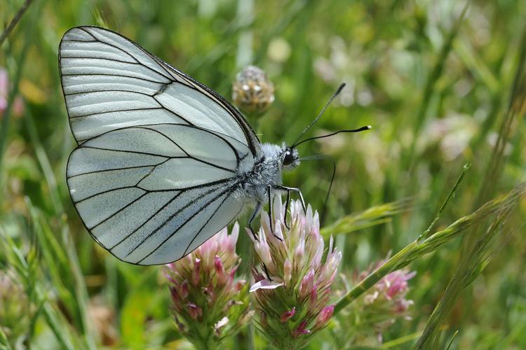 Gazé - Mâle © Mireille Coulon - Parc national des Ecrins