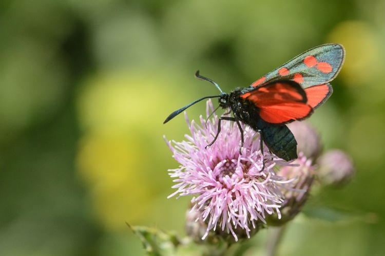 Zygaena transalpina © Mireille Coulon - Parc National des Ecrins