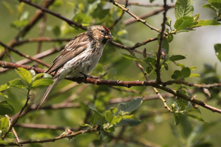 Sizerin flammé © Pascal Saulay - Parc national des Ecrins