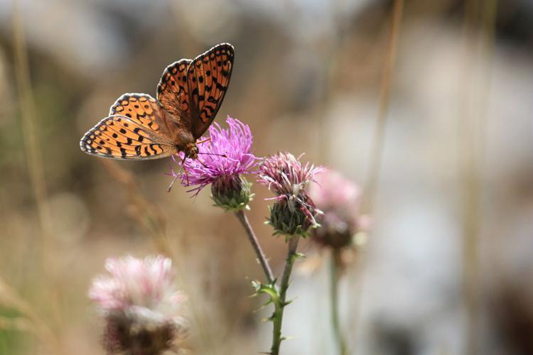 Chiffre © Marc Corail - Parc national des Ecrins