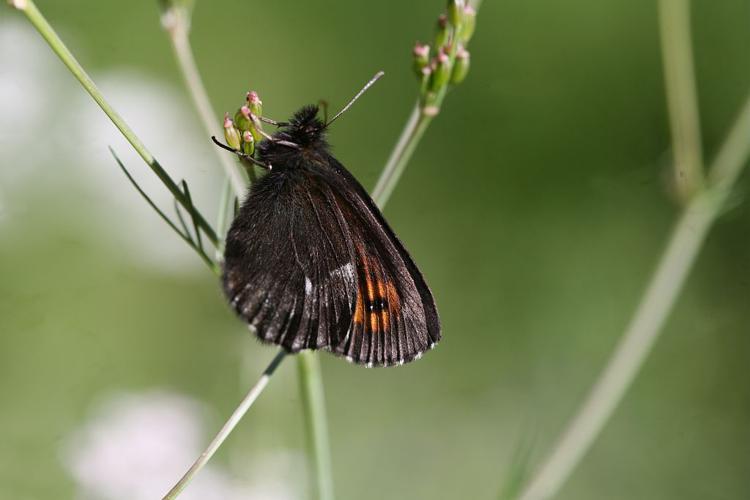 Moiré frange-pie (Le), Moiré frangé (Le) © Bernard Nicollet - Parc national des Ecrins