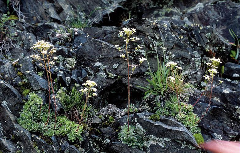 Saxifrage aizoon © Jean-Pierre Nicollet - Parc national des Ecrins