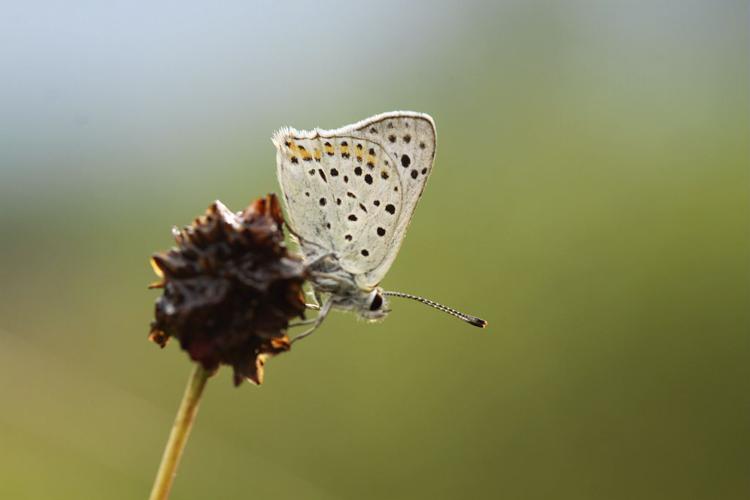 Cuivré fuligineux © Donovan Maillard - Parc national des Ecrins