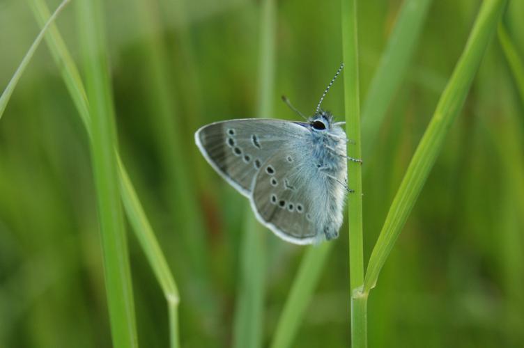 Demi-argus © Donovan Maillard - Parc national des Ecrins