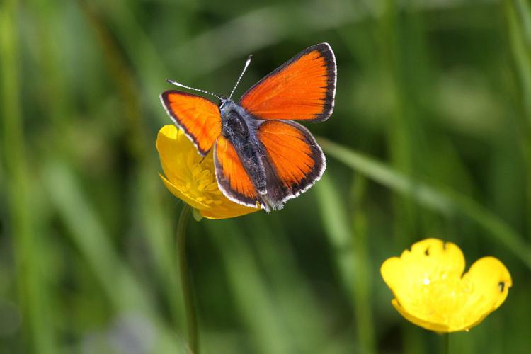 Lycaena hippothoe © Marc Corail - Parc National des Ecrins