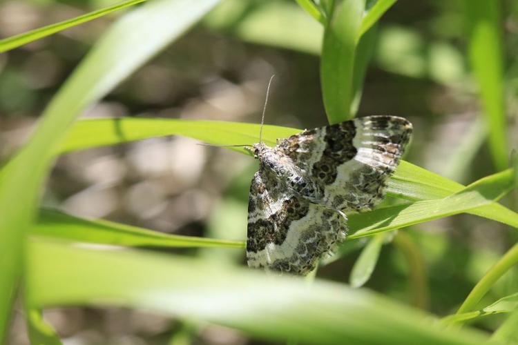 Epirrhoe alternata © Marc Corail - Parc national des Ecrins