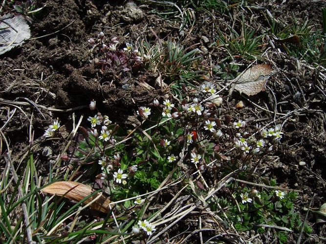 Drave de printemps © Bernard Nicollet - Parc national des Ecrins