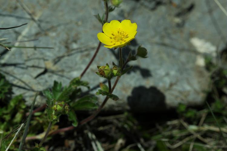 Potentille de Crantz © Cédric Dentant - Parc national des Ecrins