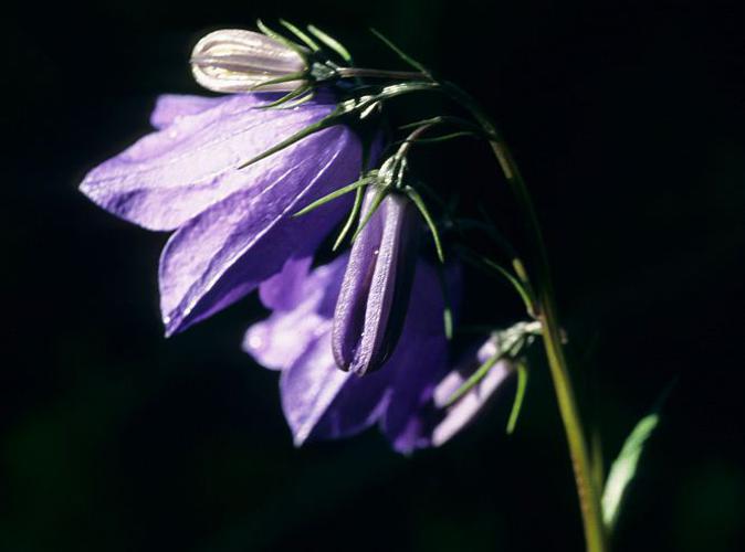 Campanule rhomboidale, Campanule à feuilles en losange © Bernard Nicollet - Parc national des Ecrins