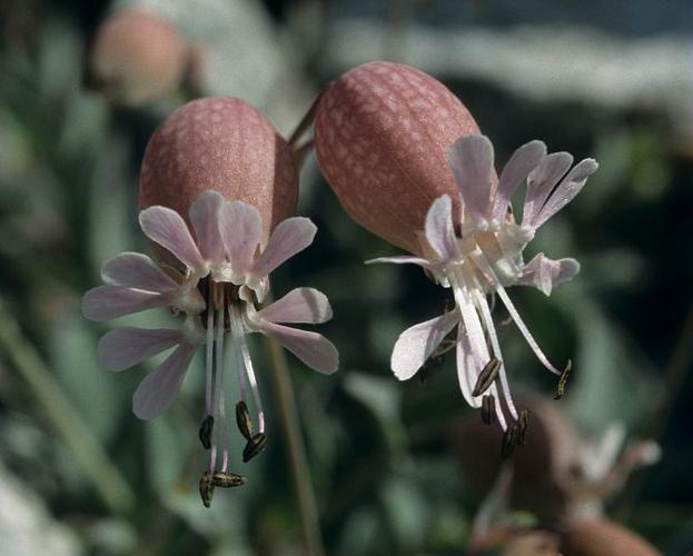 Silène enflé, Tapotte © Bernard Nicollet - Parc national des Ecrins