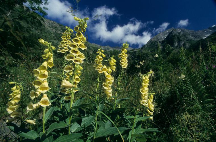 Digitale à grandes fleurs © Parc national des Ecrins