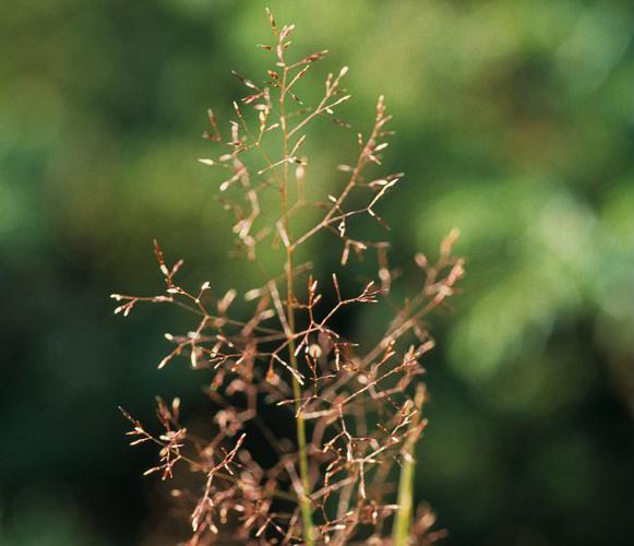 Agrostide capillaire © Bernard Nicollet - Parc national des Ecrins