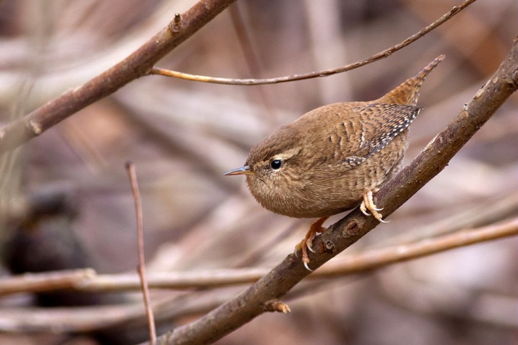 Troglodyte mignon © Pascal Saulay - Parc national des Ecrins