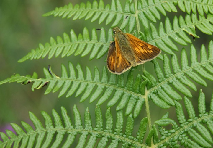 Sylvaine (La), Sylvain (Le), Sylvine (La) © Donovan Maillard - Parc national des Ecrins