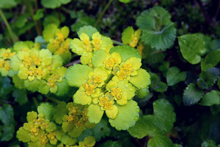 Dorine à feuilles alternes, Cresson de rocher, Cresson doré, Hépatique dorée © Bernard Nicollet - Parc national des Ecrins