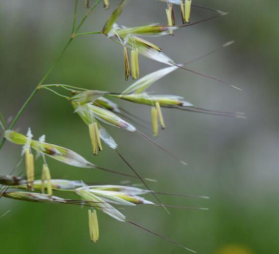 Fromental élevé, Ray-grass français © Bernard Nicollet - Parc national des Ecrins