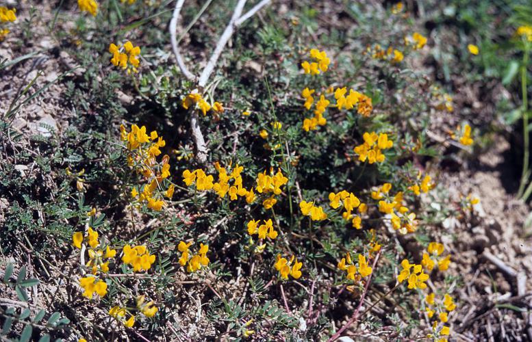 Hippocrepis à toupet, Fer-à-cheval © Bernard Nicollet - Parc national des Ecrins