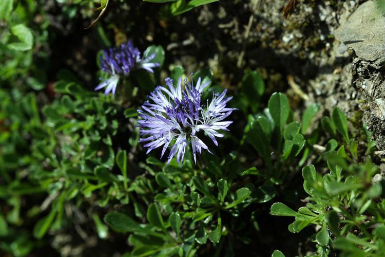 Globulaire à feuilles cordées, Veuve-céleste © Cédric Dentant - Parc national des Ecrins