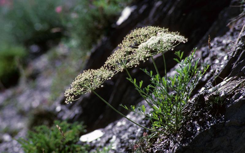 Laser de Gaule, Laser de France, Laser odorant © Jean-Pierre Nicollet - Parc national des Ecrins