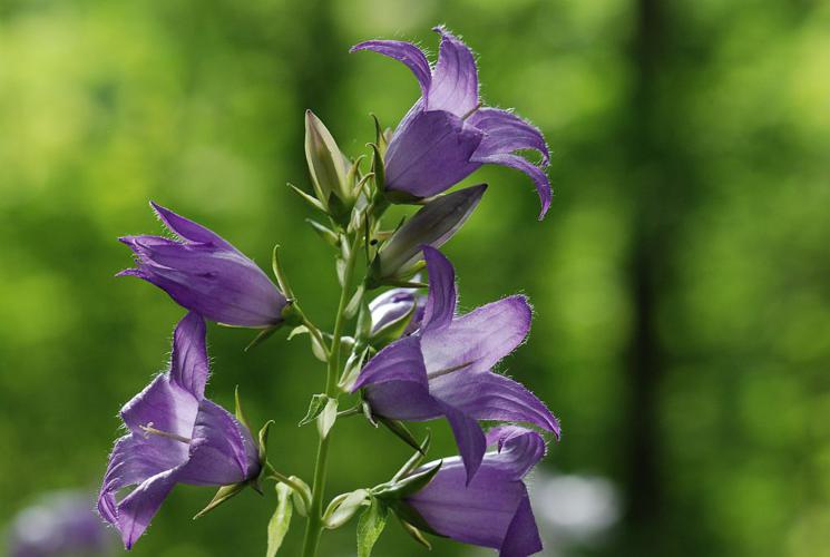 Campanule à larges feuilles © Bernard Nicollet - Parc national des Ecrins