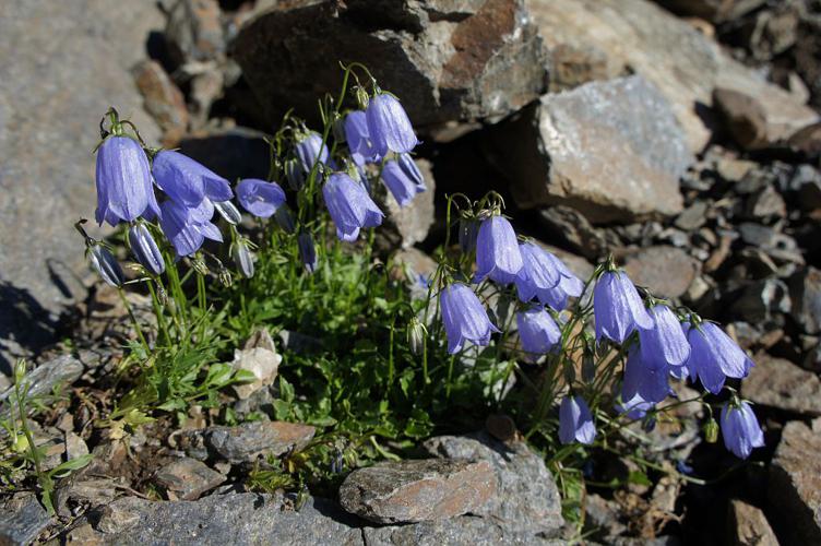 Campanule à feuilles de cochléaire, Campanule à feuilles de Raifort © Ludovic Imberdis - Parc national des Ecrins