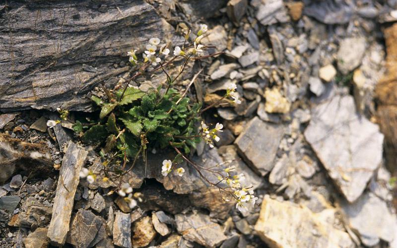 Arabette des Alpes, Corbeille-d'argent © Bernard Nicollet - Parc national des Ecrins