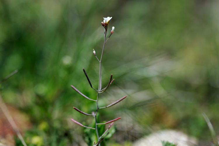 Arabette dressée, Arabette auriculée © Cédric Dentant - Parc national des Ecrins