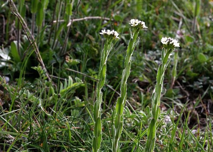 Arabette poilue, Arabette hérissée © Bernard Nicollet - Parc national des Ecrins