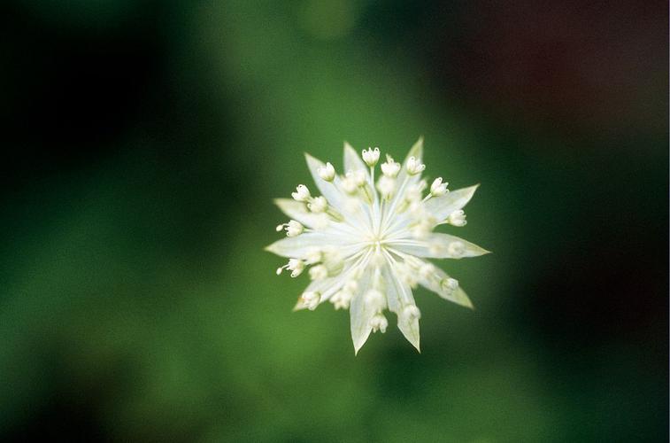 Petite Astrance, Sanicle de montagne © Bernard Nicollet - Parc national des Ecrins