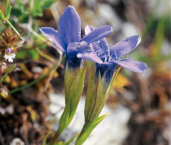 Gentiane ciliée © Parc national des Ecrins