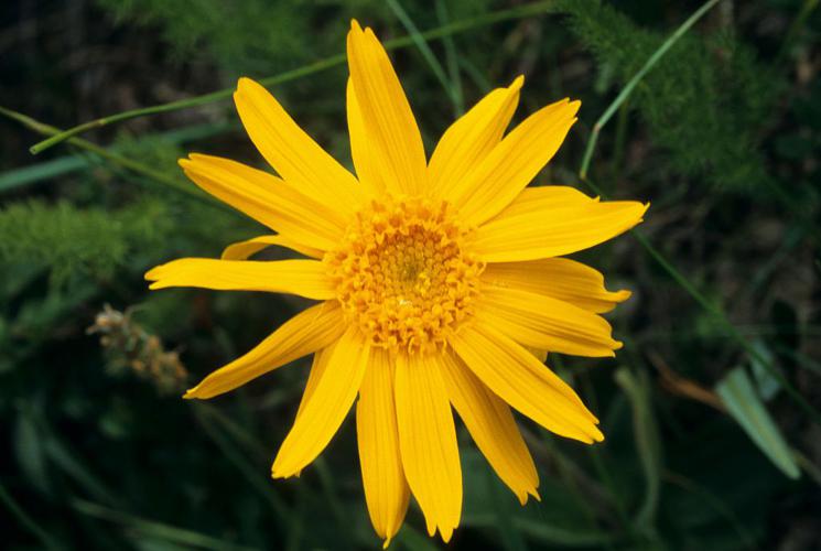 Arnica des montagnes, Herbe aux prêcheurs © Bernard Nicollet - Parc national des Ecrins