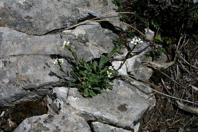 Arabette des collines, Arabette des murailles © Bernard Nicollet - Parc national des Ecrins