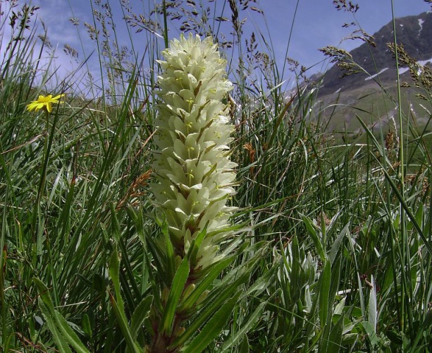 Campanule en thyrse © Bernard Nicollet - Parc national des Ecrins