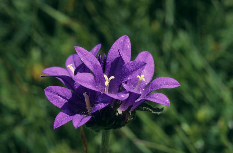 Campanule agglomérée © Bernard Nicollet - Parc national des Ecrins