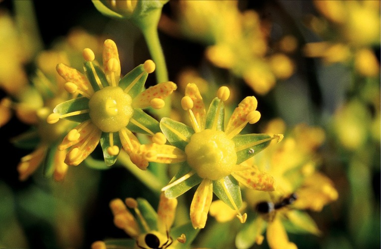 Saxifrage cilié, Faux-aizon, Saxifrage faux Aïzoon © Bernard Nicollet - Parc national des Ecrins