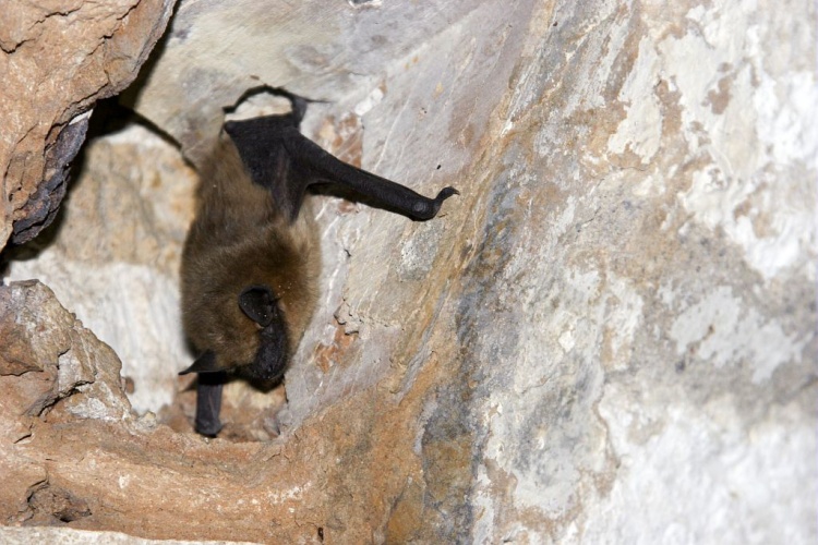 Sérotine commune © Marc Corail - Parc national des Ecrins