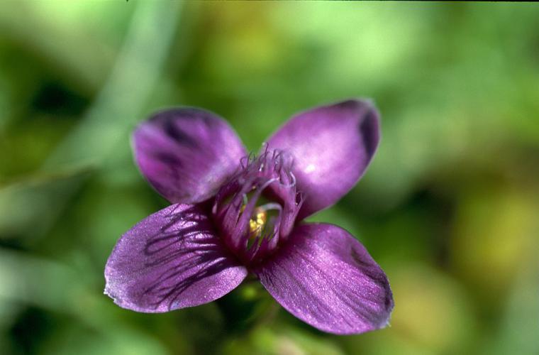 Gentianelle des champs, Gentiane champêtre © Bernard Nicollet - Parc national des Ecrins